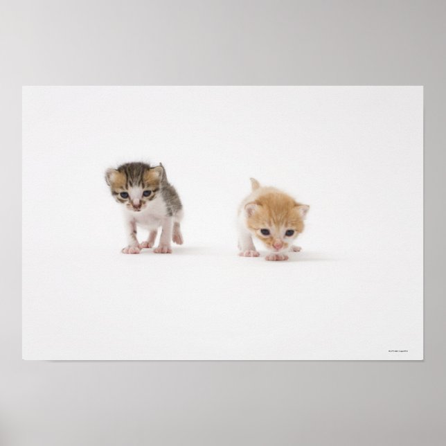 Poster Dois gatinhos em fundo branco (Frente)