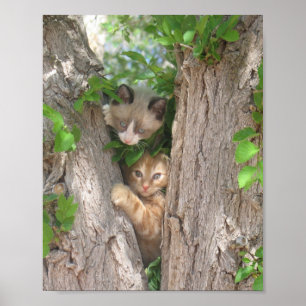 Poster Dois gatinhos em uma árvore