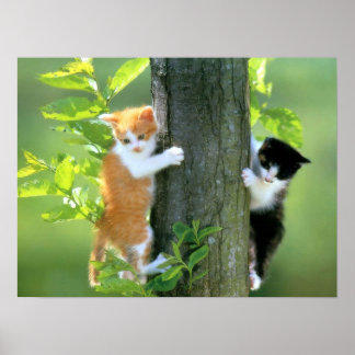 Pôster Dois gatinhos em uma árvore