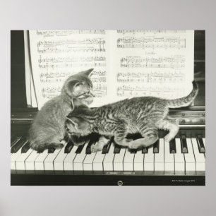 Poster Dois gatinhos tocando no teclado de piano, (B&W)
