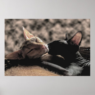 Poster Dois gatos Sphynx se beijando - Amor