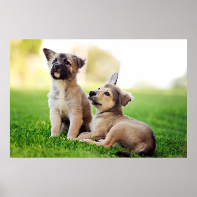 Poster Dois German shepherd (Frente)
