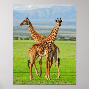 Poster Dois girafas