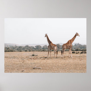 POSTER DOIS GIRAFFES