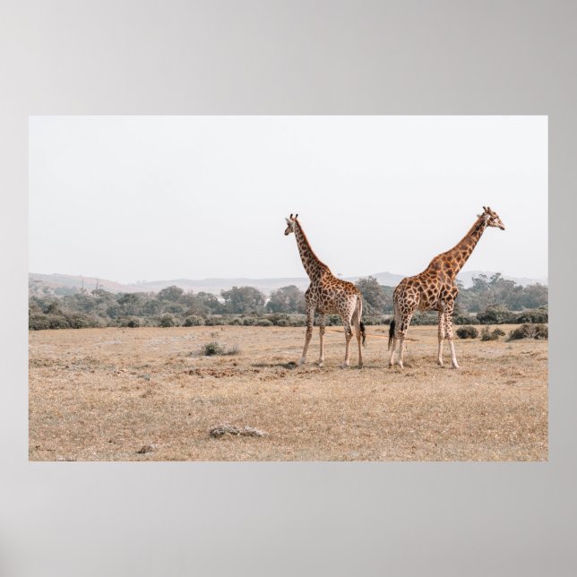 POSTER DOIS GIRAFFES (Frente)