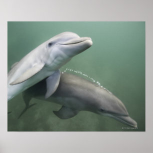 Poster Dois golfinhos subaquáticos