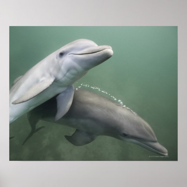Poster Dois golfinhos submarinos (Frente)