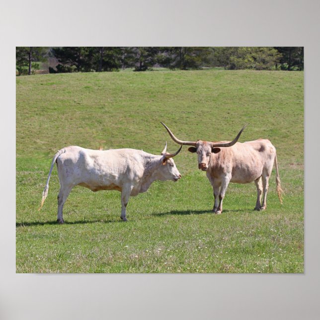 Pôster Dois Gossiping Texas Longhorns (Frente)