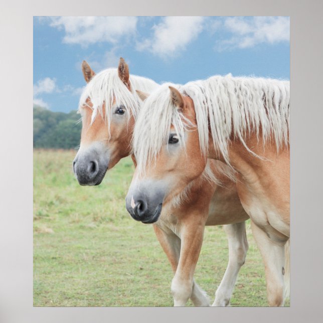 Poster dois Haflinger (Frente)