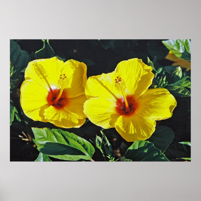 Pôster Dois Hibiscus Amarelo (Frente)
