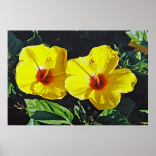 Pôster Dois hibiscus amarelos