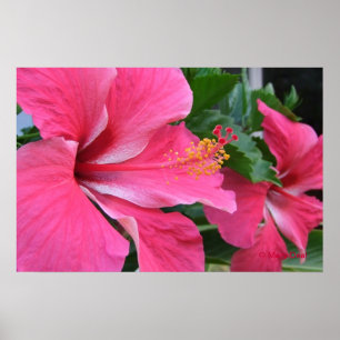 Poster Dois hibiscus do rosa quente