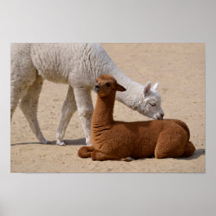 Poster Dois jovens alpacas