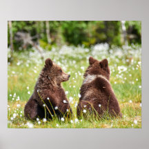 Dois jovens ursos pardos