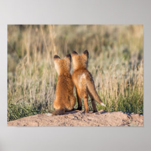 Poster Dois Kits Fox