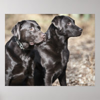 Dois labradores pretos