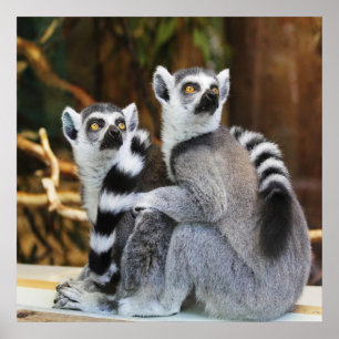 Pôster Dois Lemurs pequenos