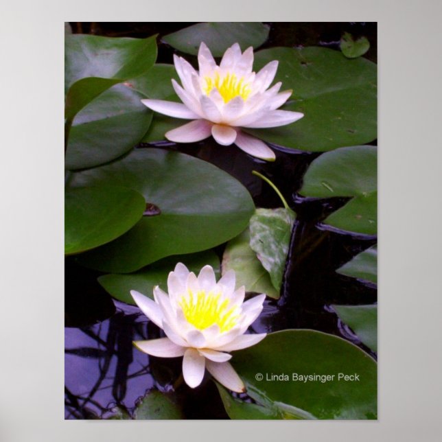 Pôster Dois lírios de água leve (Frente)