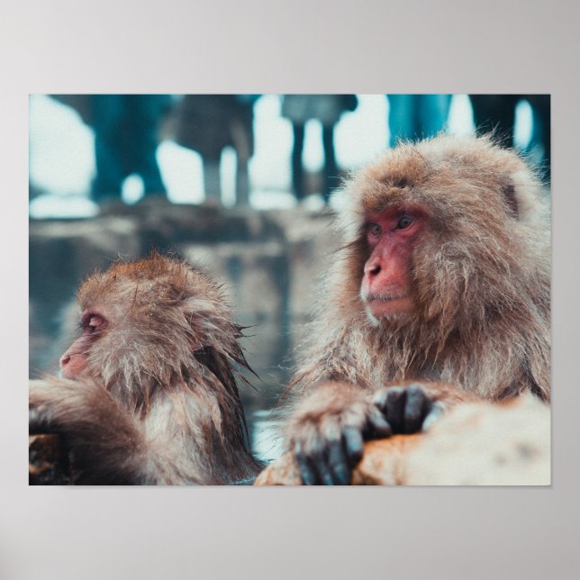 Poster Dois Macacos da Neve em Nagano, Japão (Frente)