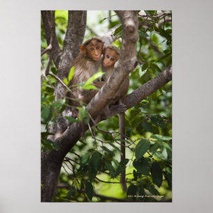 Pôster Dois macacos em uma árvore