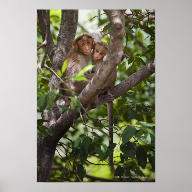 Pôster Dois Macacos Em Uma Árvore (Frente)