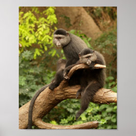 Pôster Dois macacos em uma tela de desenho