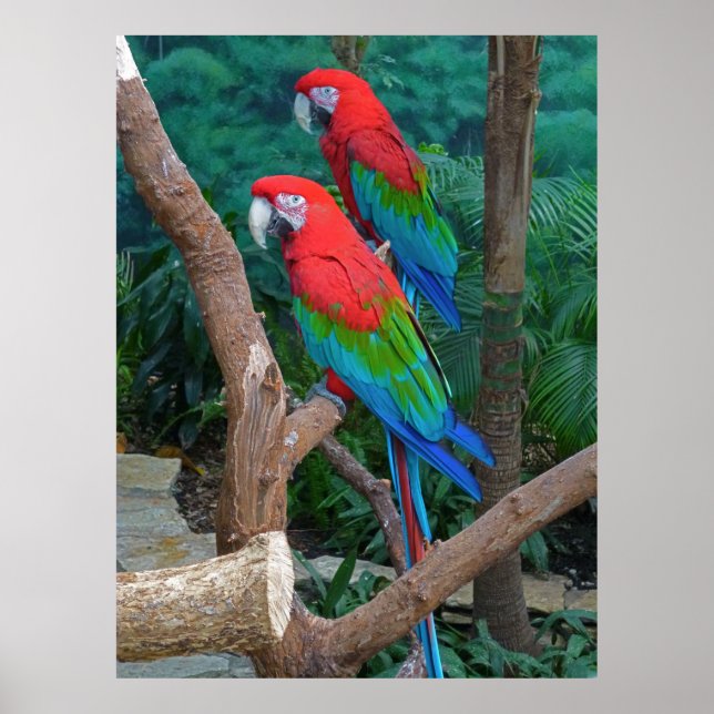 Pôster Dois Macaws Vermelhos e Verdes Ara Chloropterus (Frente)