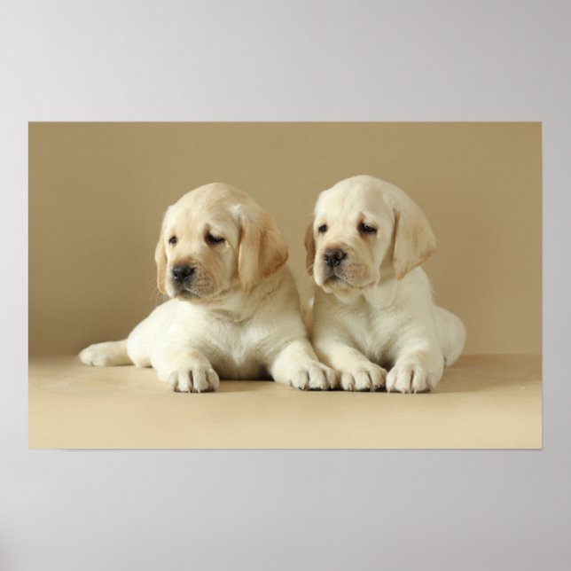 Poster Dois Ouros Labrador Puppies (Frente)