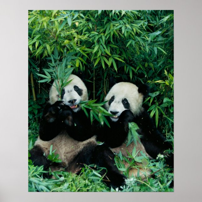 Pôster Dois pandas comendo bambu juntos, Wolong (Frente)