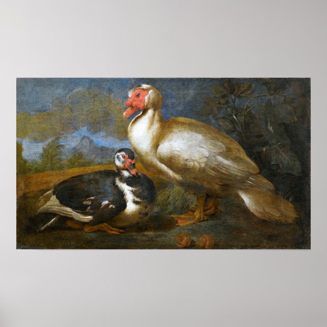 Poster Dois Patos Muscovy em uma Paisagem (Frente)