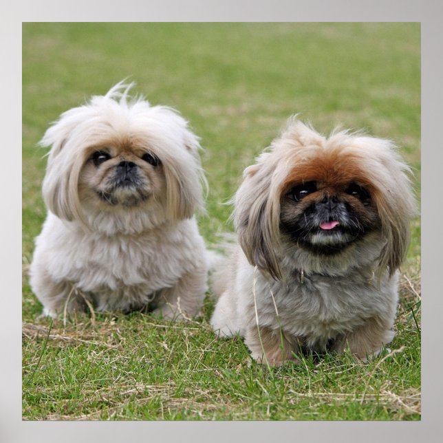 Poster Dois Pequenos Pekingeses (Frente)