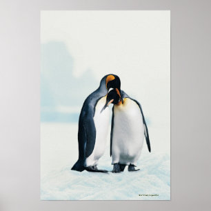 Pôster Dois pinguins afectuosos