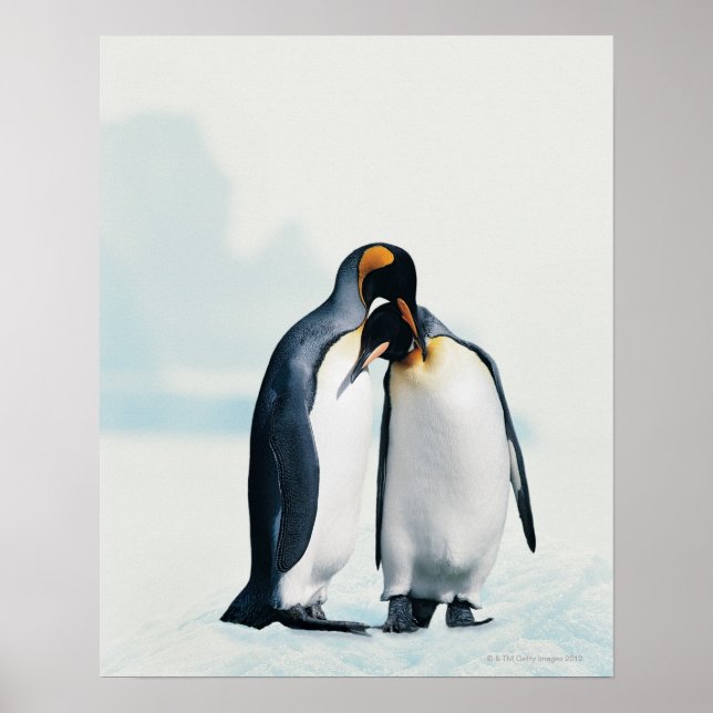 Pôster Dois pinguins afetuosos (Frente)