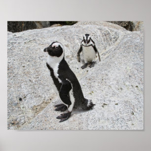 Poster Dois Pinguins Africanos, Boulders Beach, África d