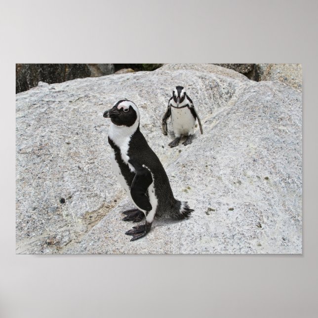 Poster Dois pinguins africanos, Boulders Beach, África do (Frente)
