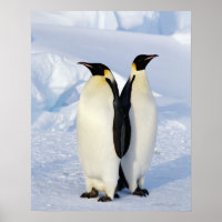 Dois Pinguins Imperadores na Antártica