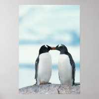 Dois pinguins tocando bicos