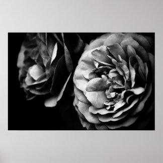 Pôster dois rosas