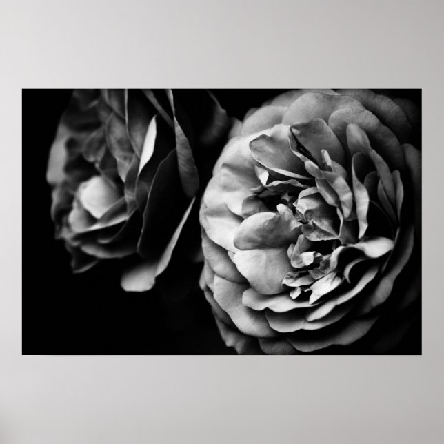 Pôster dois rosas (Frente)