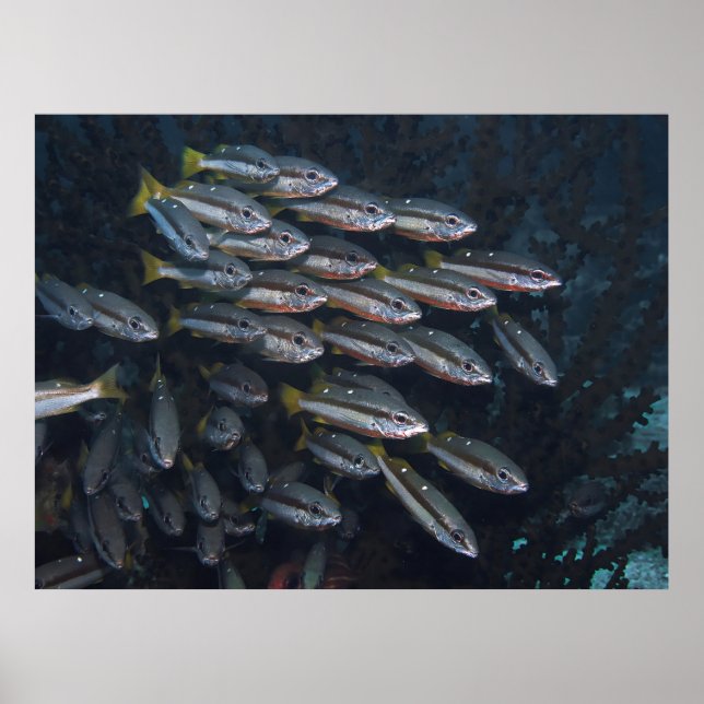 Poster Dois Snappers Spot (Frente)