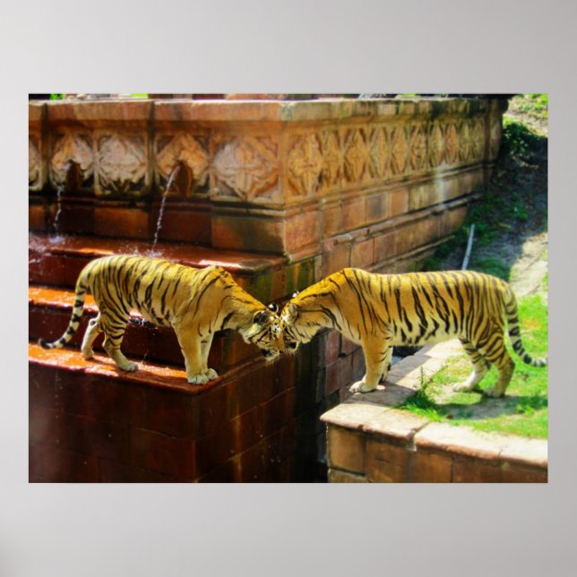 Pôster Dois Tigres (Frente)