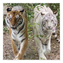 DOIS TIGRES DE LUTA - BRANCO E BENGAL
