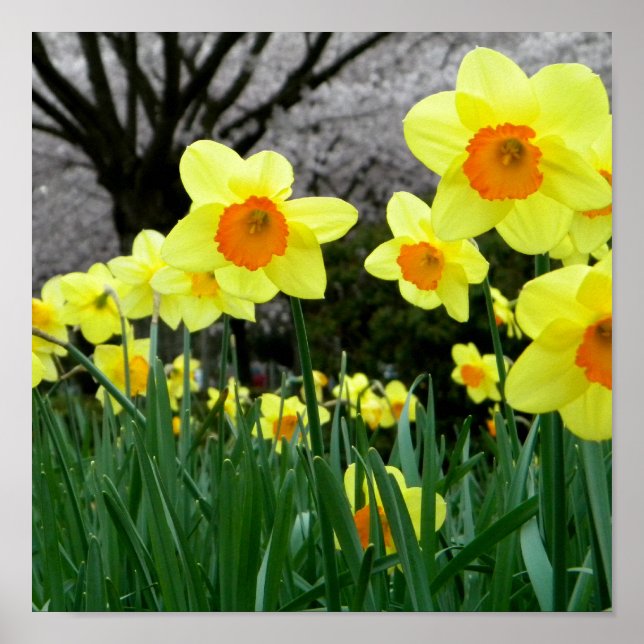 Pôster Dois Tom (Frente)