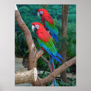 Pôster Dois vermelhos e Ara voado verde Chloropterus dos