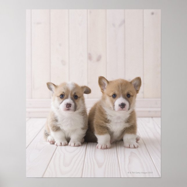 Poster Dois Welsh Corgi Sentados (Frente)