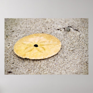 Pôster Dólar de areia de sorte