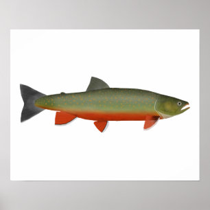 Poster Dolly Varden Trout