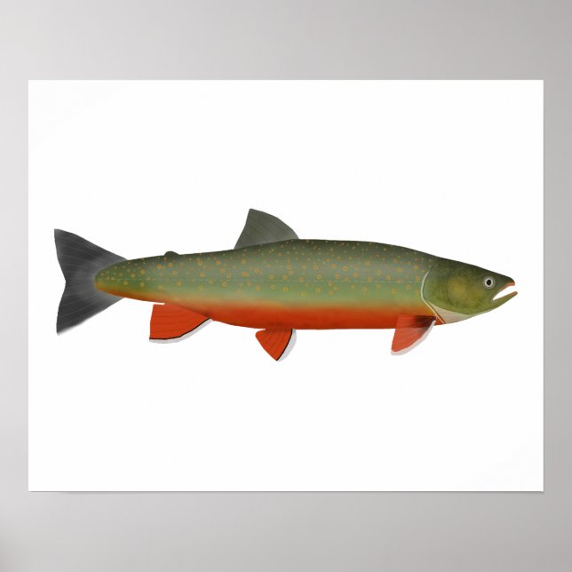 Poster Dolly Varden Trout (Frente)