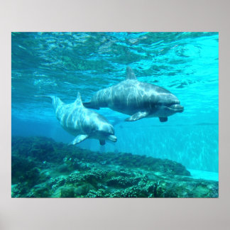 Pôster Dolphin Duo