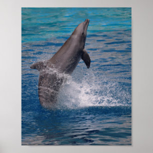 Poster Dolphin standing out of the water